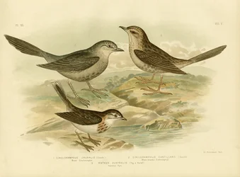 Brown Songlark, 1891